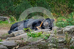 Sleeping Asian black bear