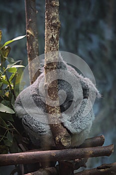 Sleeping australian koala in the dark
