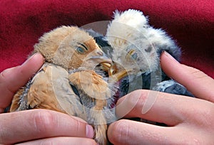 Sleeping Baby Chicks