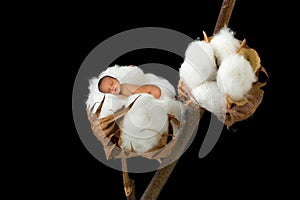 Sleeping baby in cotton ball