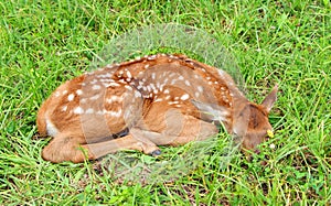 Sleeping Baby Elk