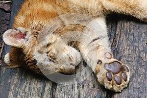 A sleeping baby golden tiger in the zoo