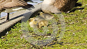 Sleeping baby goose next to parents photo