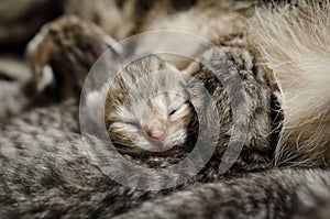 Sleeping baby kitten