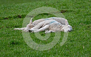 Sleeping baby lambs