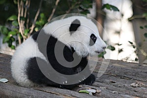 Sleeping Baby Panda in China