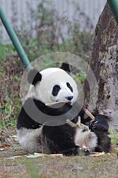 Sleeping Baby Panda in China
