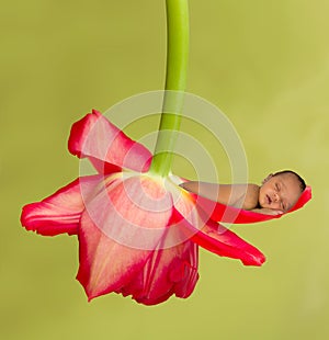 Sleeping baby in red flower cradle