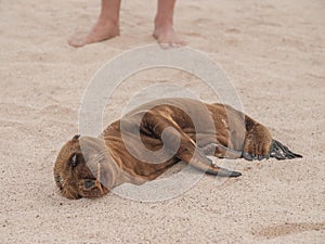 Sleeping Baby Sea Lion