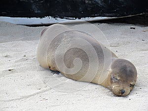 Sleeping baby sea lion