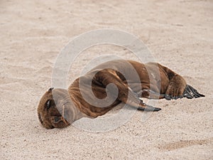 Sleeping Baby Sea Lion