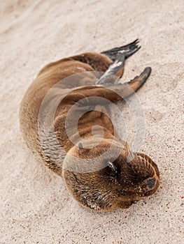 Sleeping Baby Sea Lion