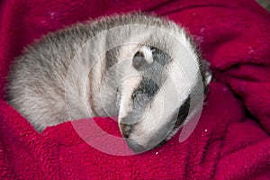 Sleeping badger baby