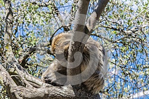 Sleeping Barbary macaque Macaca sylvanus