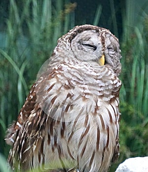 A sleeping Barred Owl, also known as Hoot Owl photo