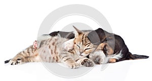 Sleeping basset hound puppy embracing tabby kitten. isolated on white