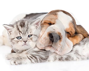 Sleeping Basset hound puppy hugging tabby kitten. isolated