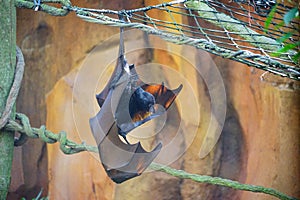 Sleeping bat photo