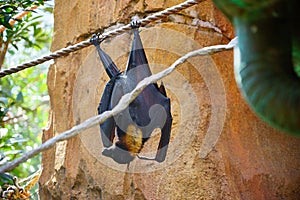 Sleeping bat photo