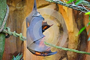 Sleeping bat photo