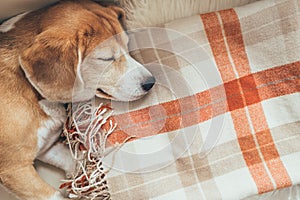 Sleeping beagle on cozy covers