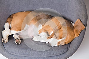 Sleeping beagle dog