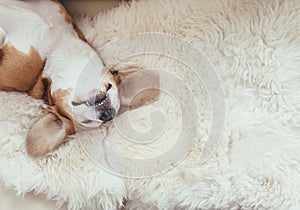 Sleeping beagle dog lies on the fur coverlet on sofa photo