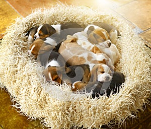 Sleeping Beagle puppies