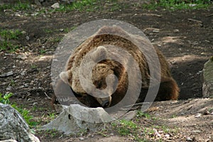Sleeping bear photo