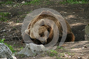 Sleeping bear