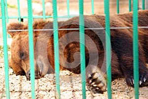 Sleeping bear in zoo cage