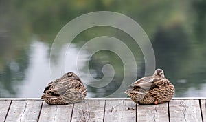 Sleeping Beauties, Mallard Ducks Twins on a Pier Taking a Nap.