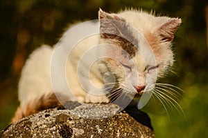 Sleeping beautiful cat on a sunny afternoon