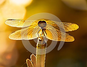 Sleeping beautiful dragonfly. focus stacking. Macro