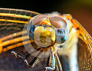 Sleeping beautiful dragonfly. focus stacking. Macro