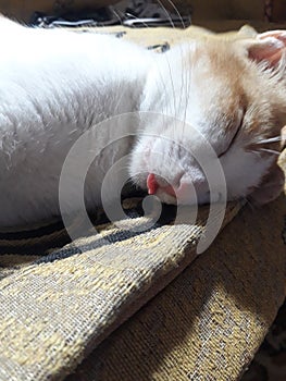 Sleeping beauty cat have a nice dreem