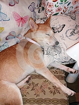 Sleeping beauty, dog, cute