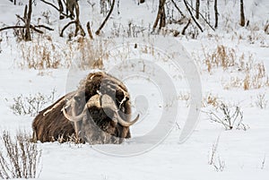 Sleeping Beauty: Muskox Quietly Resting in the Early Snow of November