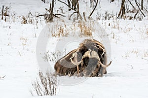 Sleeping Beauty: Muskox Quietly Resting in the Early Snow of November