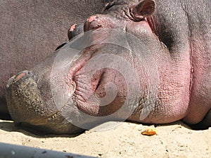 Sleeping behemoth in zoo photo