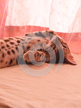 A sleeping bengal cat