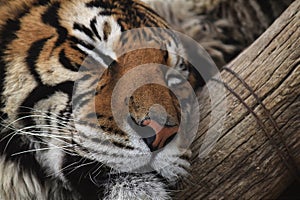 Sleeping Bengal tiger