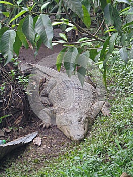 sleeping big crocodille