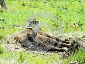 The Sleeping Bison