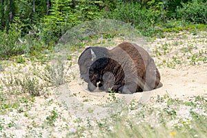 Sleeping bison in a sand pit