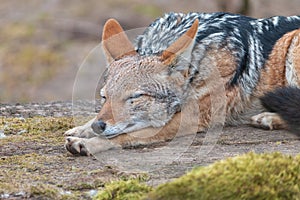 Sleeping black-backed jackal with blurred background