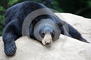 Sleeping Black Bear
