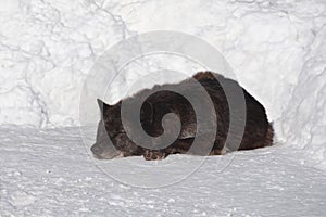 sleeping black canadian wolf on snow