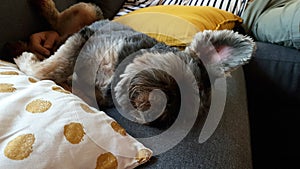 Sleeping black little dog with funny pose on the sofa with cushion forground