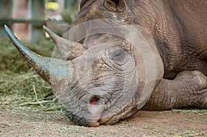 Sleeping black rhinoceros in South Africa